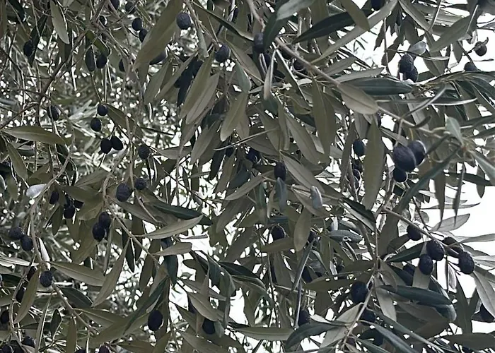 Hi Della Pace * Asyż