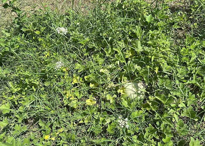 Hi Della Pace Hostel *