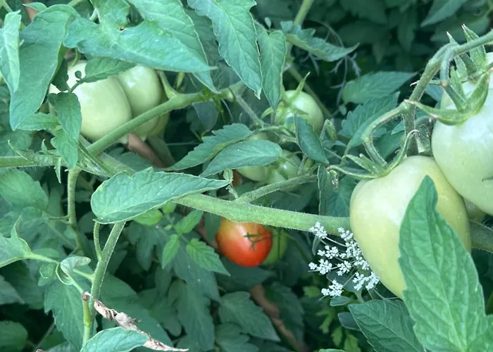 Hi Della Pace Hostel Asyż