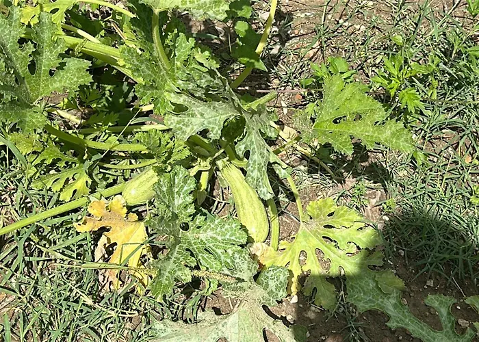 Hi Della Pace * Assisi