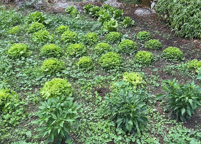 Hi Della Pace Hostel