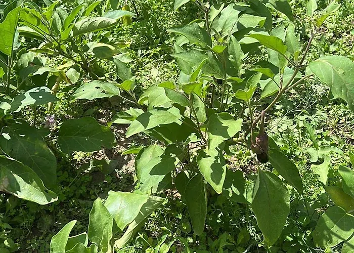 Hi Della Pace Hostel Asyż