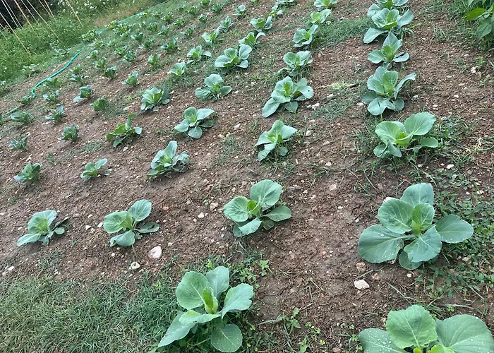 Hi Della Pace Assisi